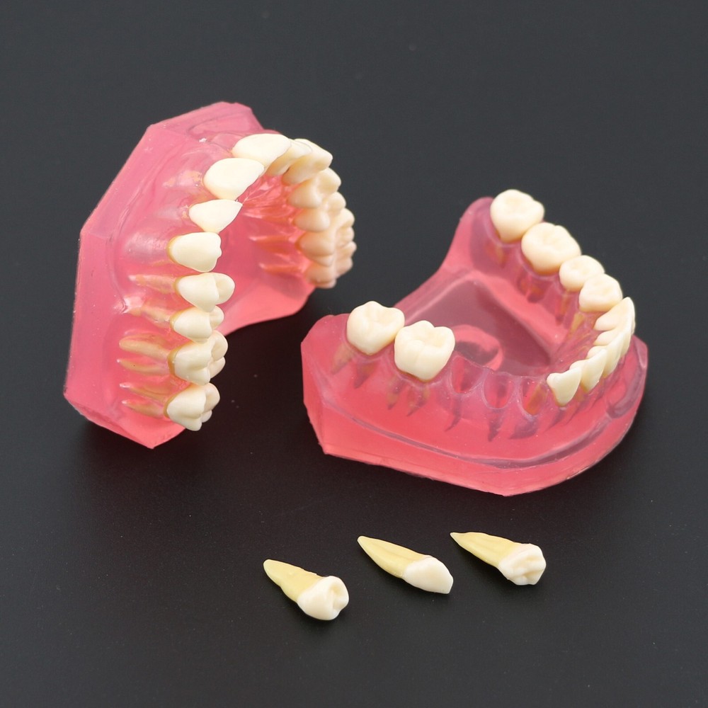 Dental Typodont Practice Study Standard Teeth Model 28 Pcs Removable Teeth M7008