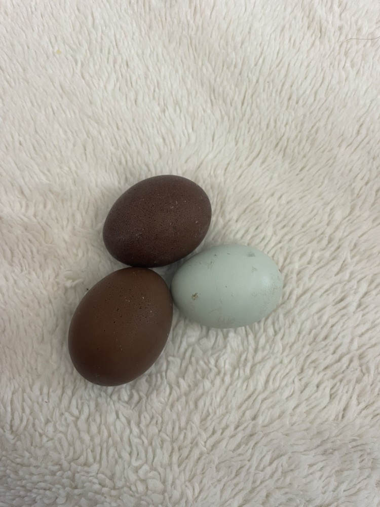 12 Rainbow Chicken Hatching EGGS. Olive EGGER. Multi GEN. BACKCROSS. SPECKLED