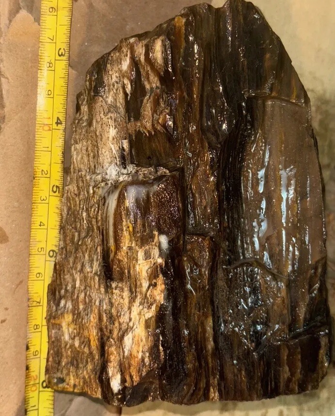 Silver Creek Junction petrified wood