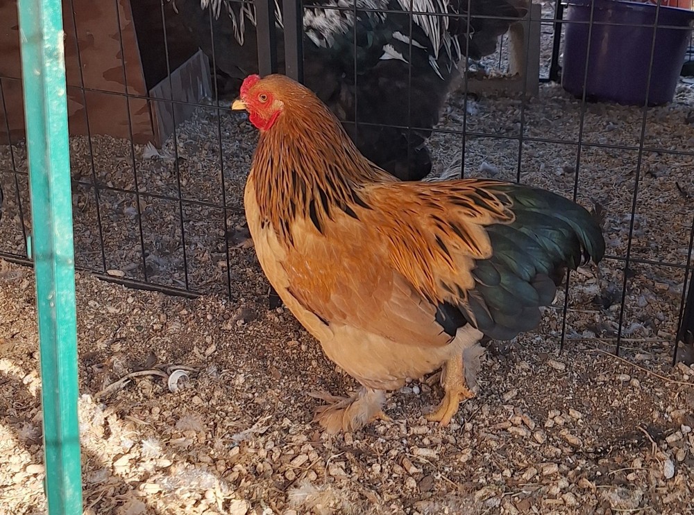 7 + Buff Bantam Brahma Hatching Eggs From Our Show Lines!!!