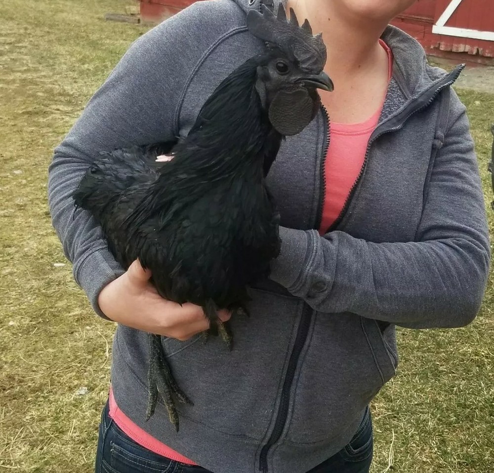 6 FIBRO EASTER / OLIVE EGGER -Fresh & Fertile Chicken Hatching Eggs