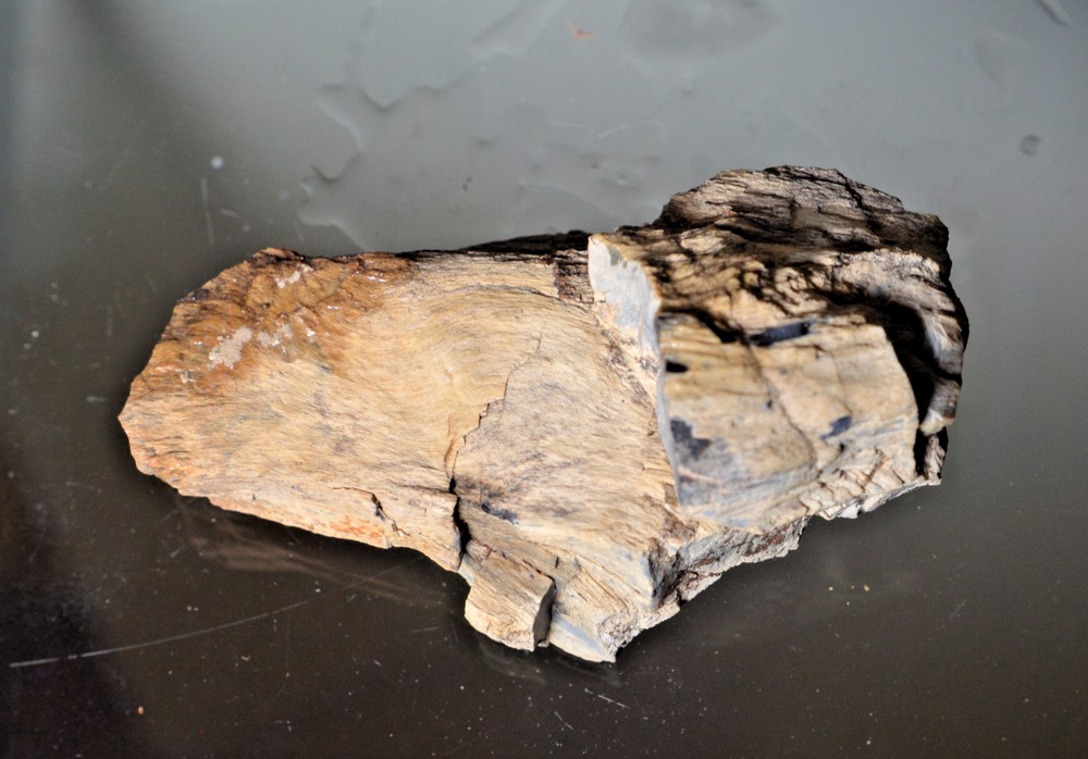 Utah Petrified Wood