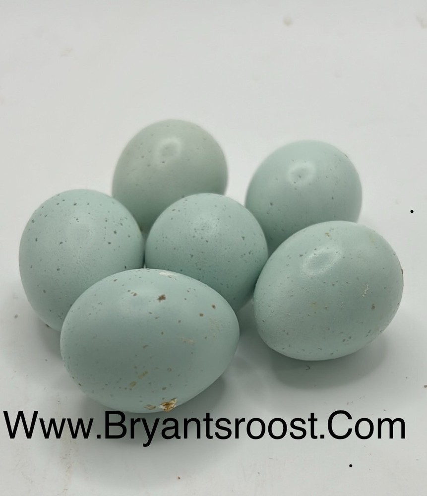 Celadon Coturnix Quail Hatching Eggs