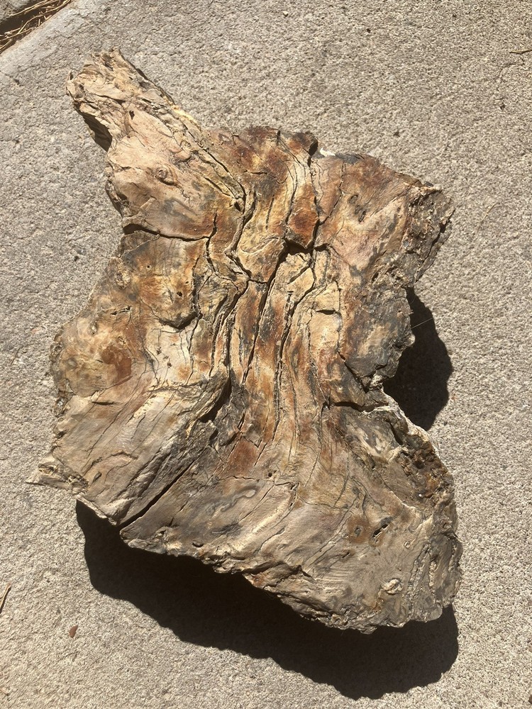 Petrified Wood Specimen