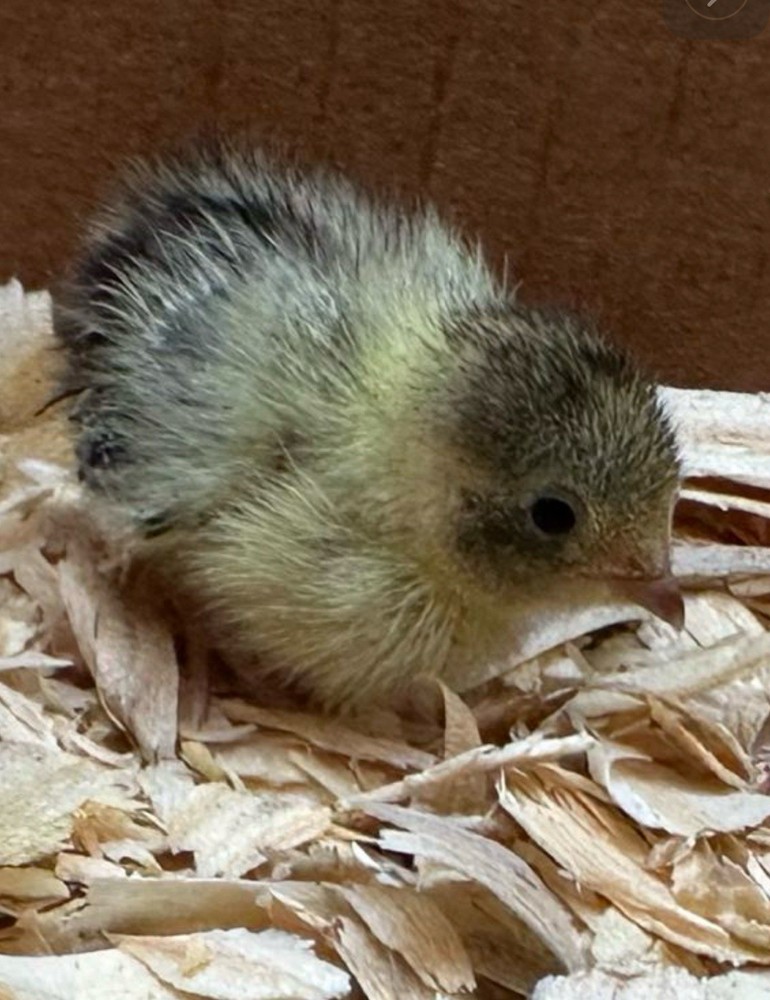 12+ Button Quail Hatching Eggs -Assorted Colors