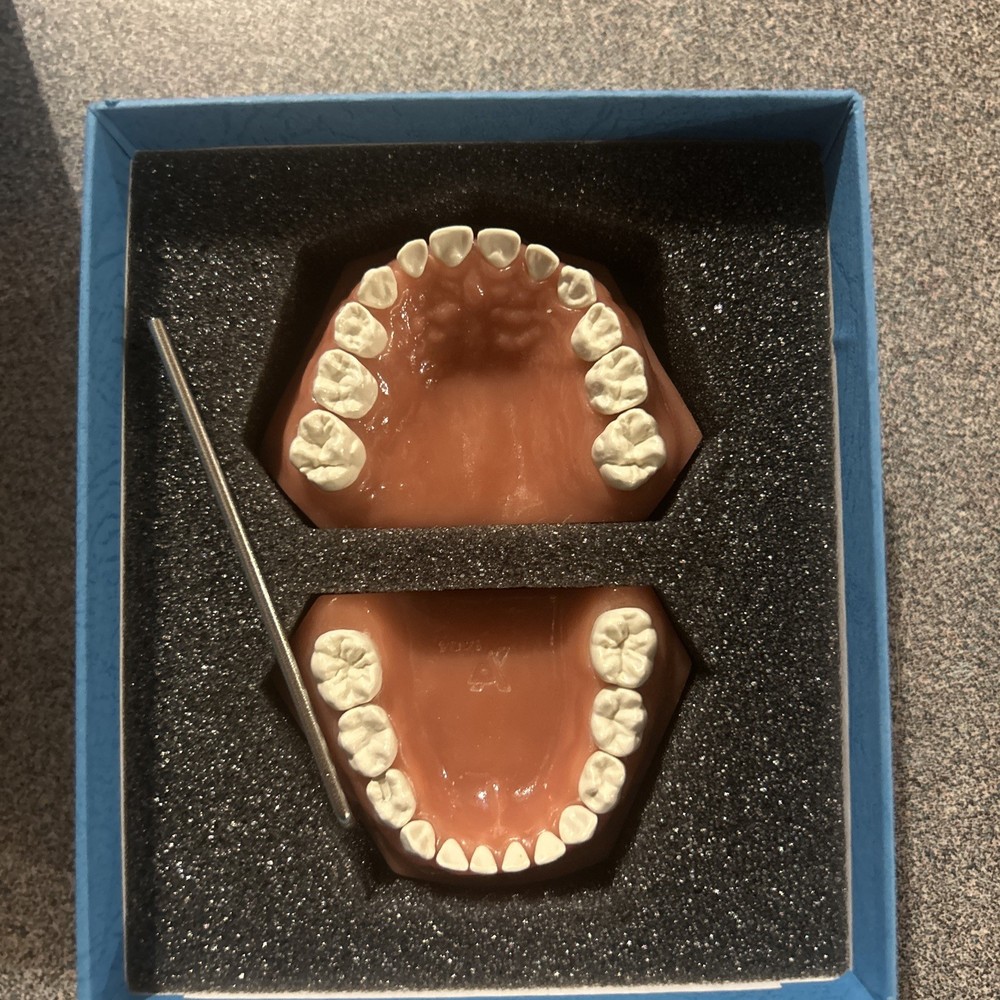 Viade Products Typodent # 1404 Dental Pediatric Model