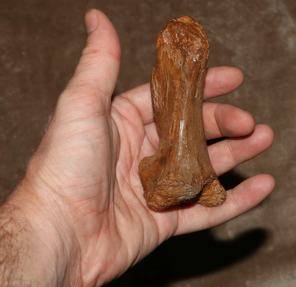 Vertebra Process - Authentic Dinosaur Fossil - Hell Creek Formation Cretaceous