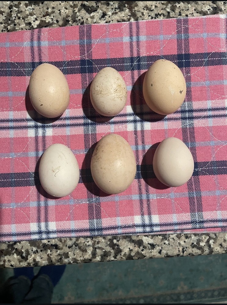 Silkie Chicken Hatching Eggs – Assorted Colors, Multiple Color Varieties