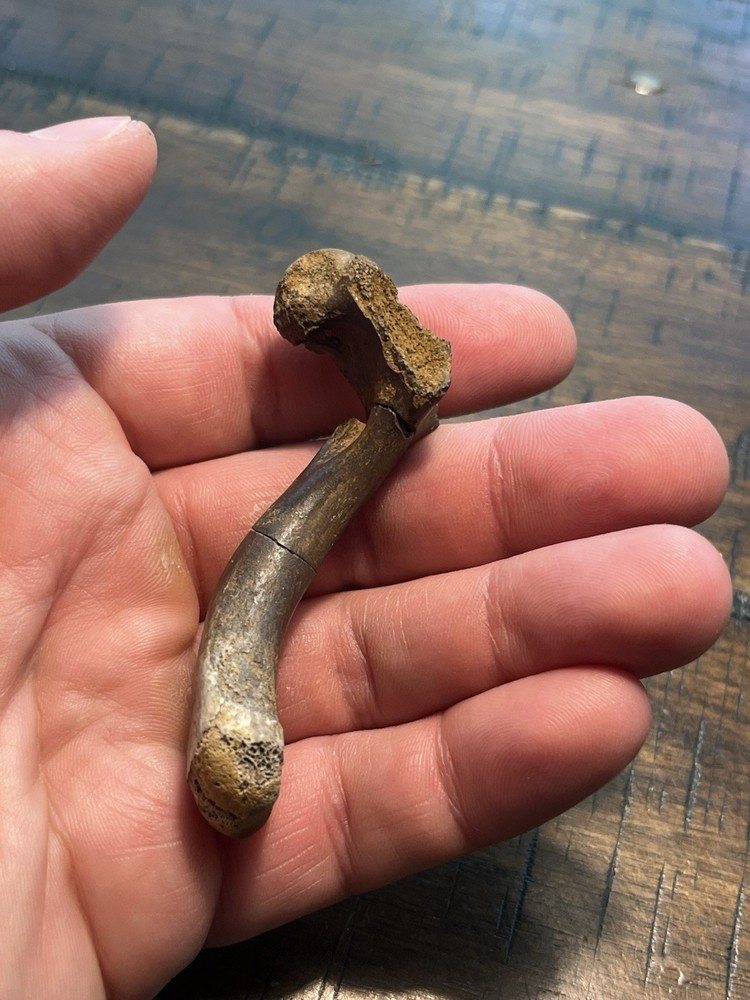 Turtle Humerus Dinosaur Age Fossil Hell Creek Form SD