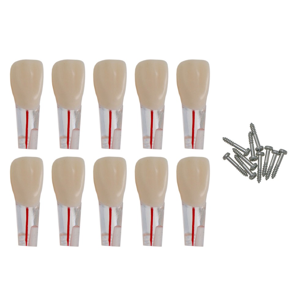 Dental Endo Root Canal Teeth Models Study RCT Practice Typodont Model #8006