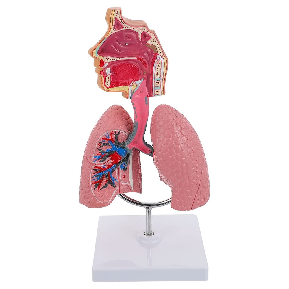 4D Model, Teaching Respiratory Lung Model with Head and Lungs, Hands-On 3D Mo...
