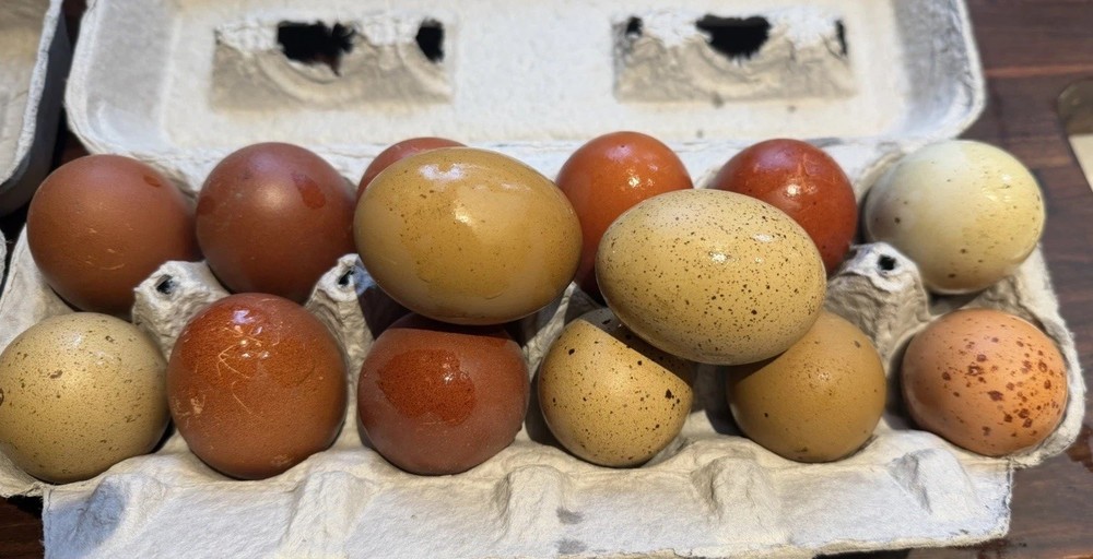 Black Copper Marans & Olive/Coffee/Earth Egger Hatching Eggs