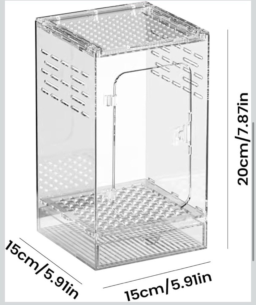 Jumping Spider Habitat