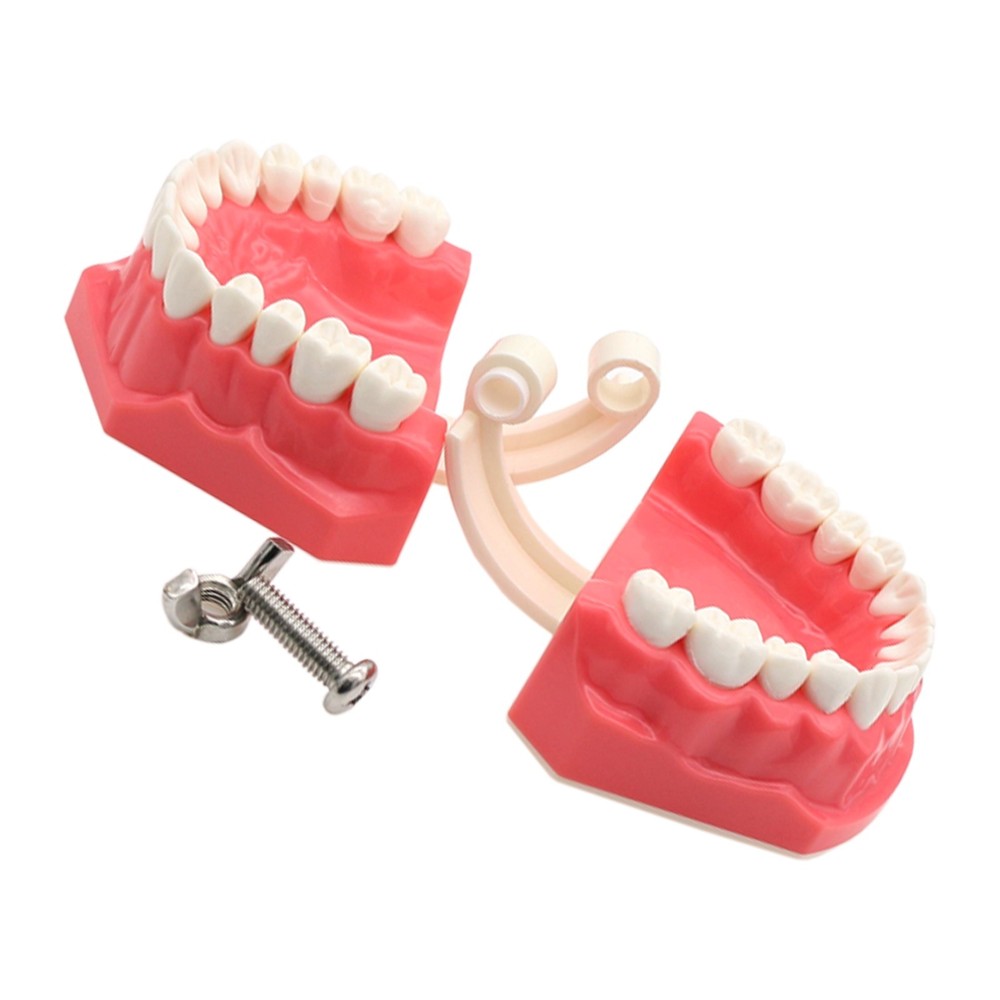 Dental Typodont Orthodontic Teeth Model with Brackets Brushing Flossing Practice