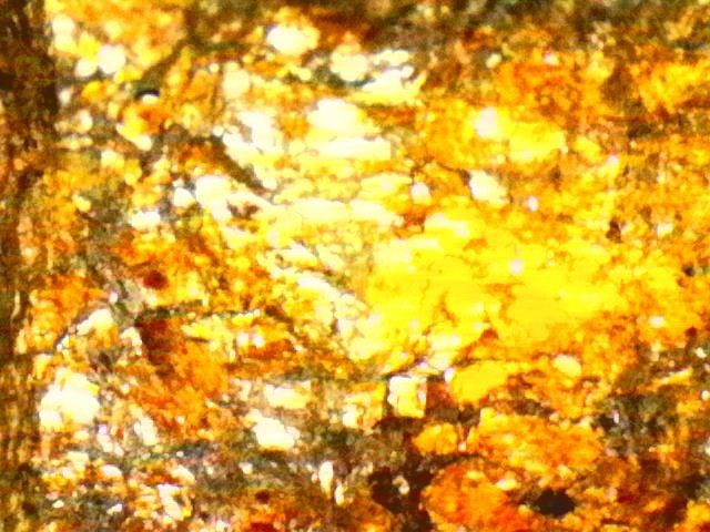 Gold Ore Specimen / Visible Gold