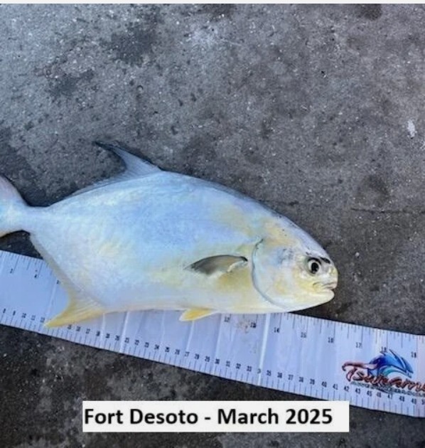 21 Mixed Color Pompano Jig Teasers