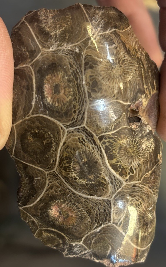 Petrified Coral End Polished