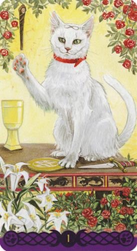 Tarot of Pagan Cats Tarot Card Deck!
