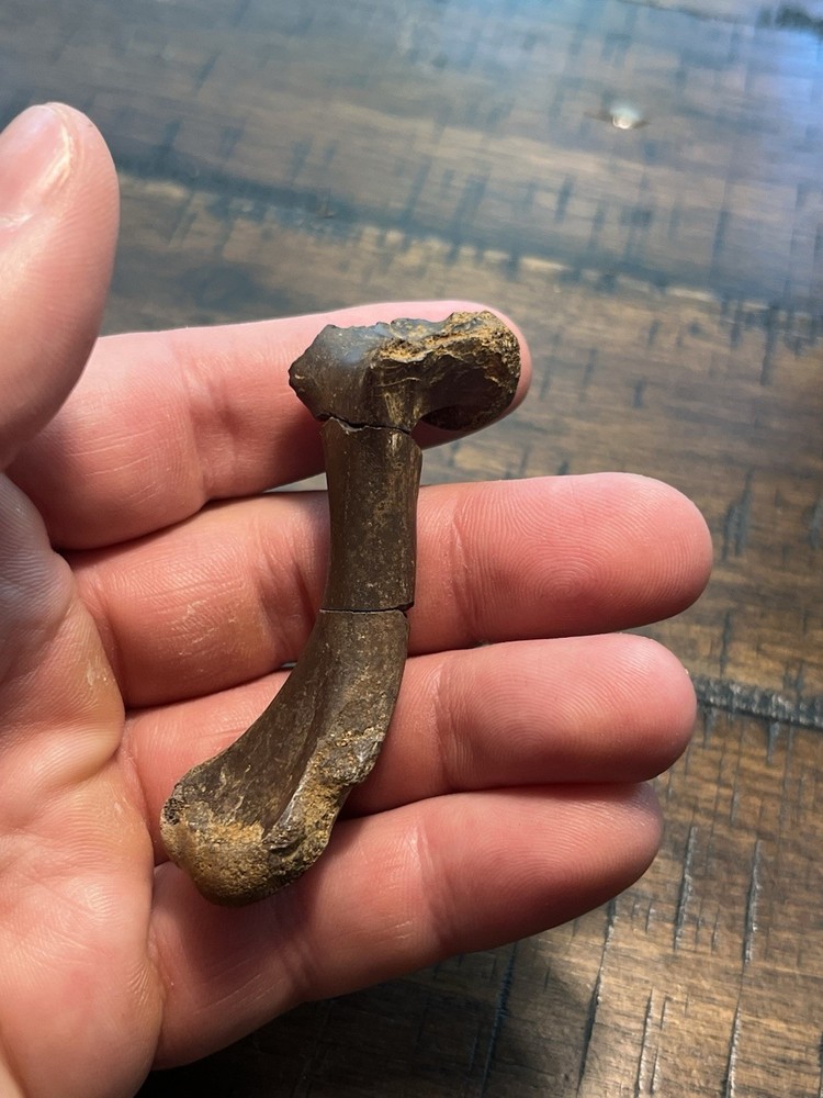 Turtle Humerus Dinosaur Age Fossil Hell Creek Form SD