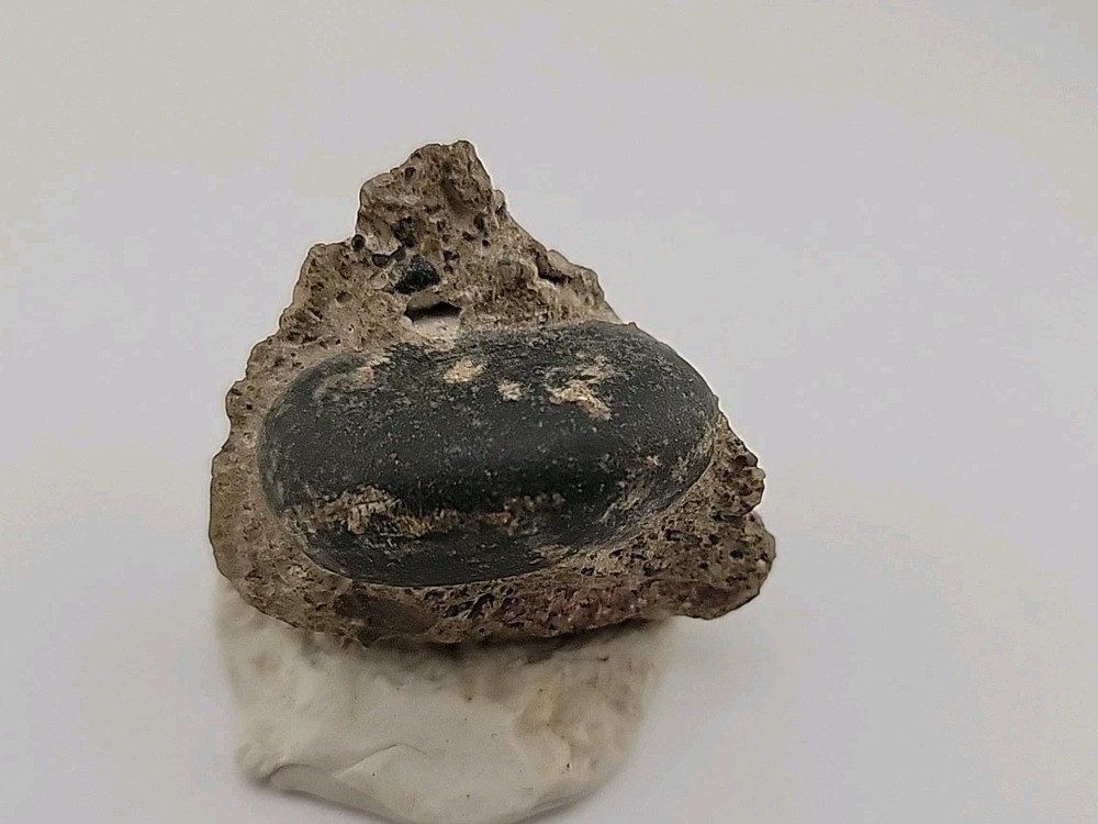 Real Permineralized Reptile Egg Fossil