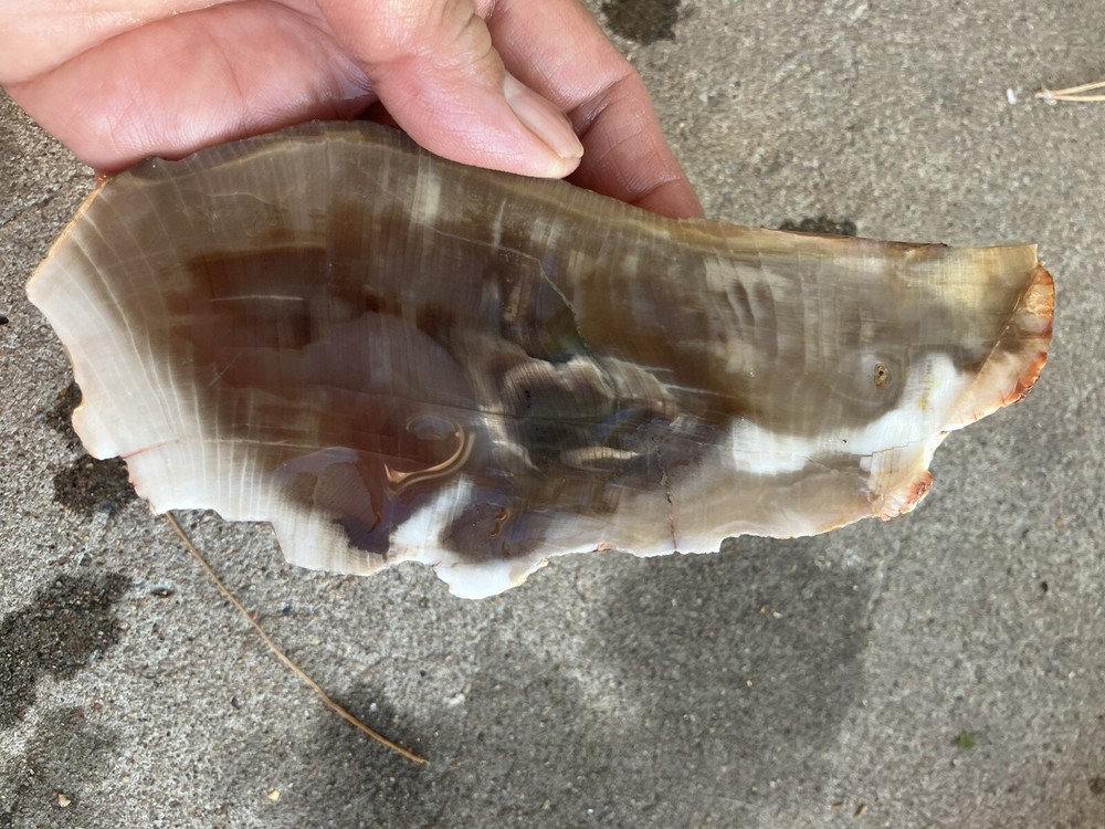 Agatized Petrified Wood Slab