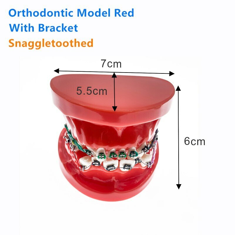 Dental Models For Teaching teeth model Dental teaching Orthodontic Model