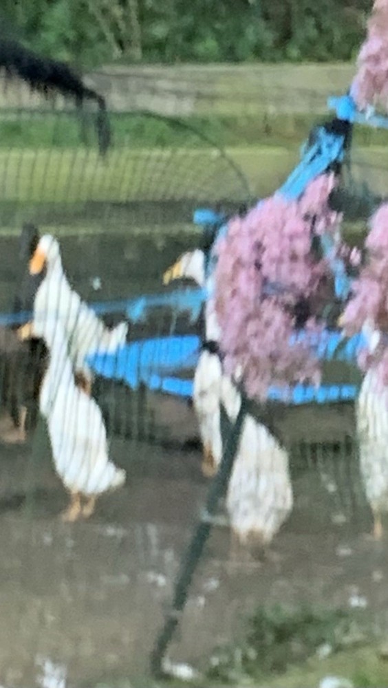 6+ PURE WHITE Indian runner duck Fertilized Eggs