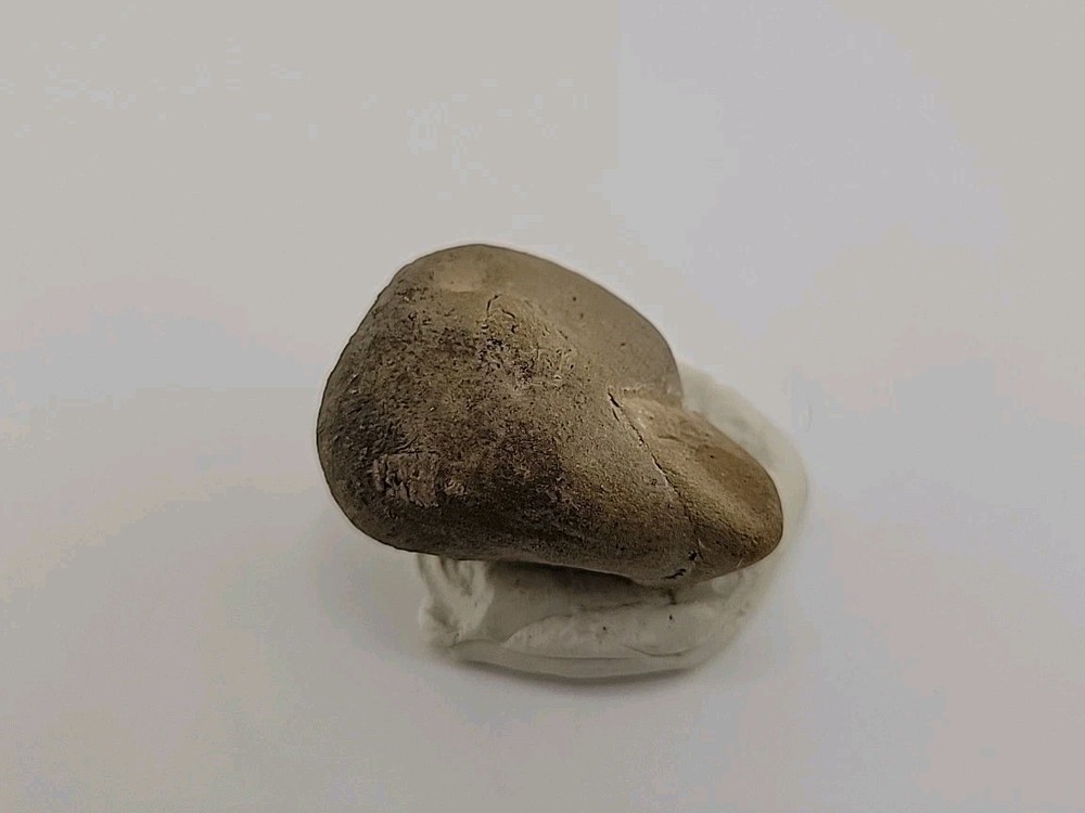 Egg Fossil Permineralized Snake 🐍