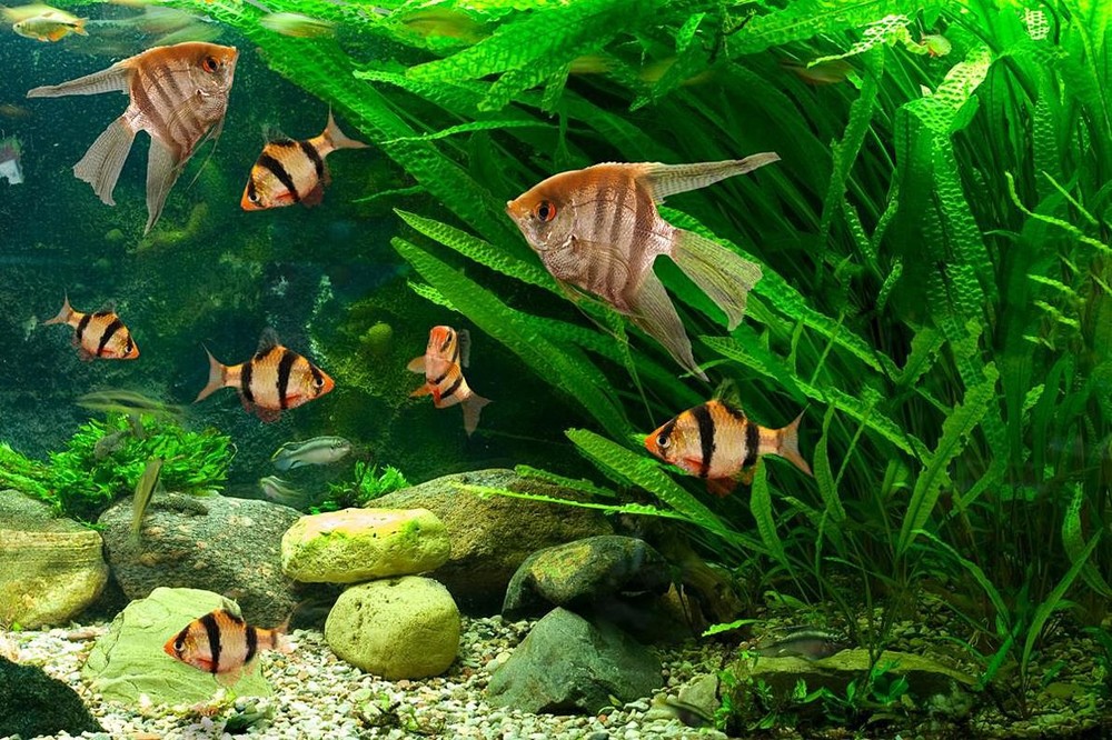 API Nitrite Level Test Kit Freshwater/Saltwater 180 tests complete kit