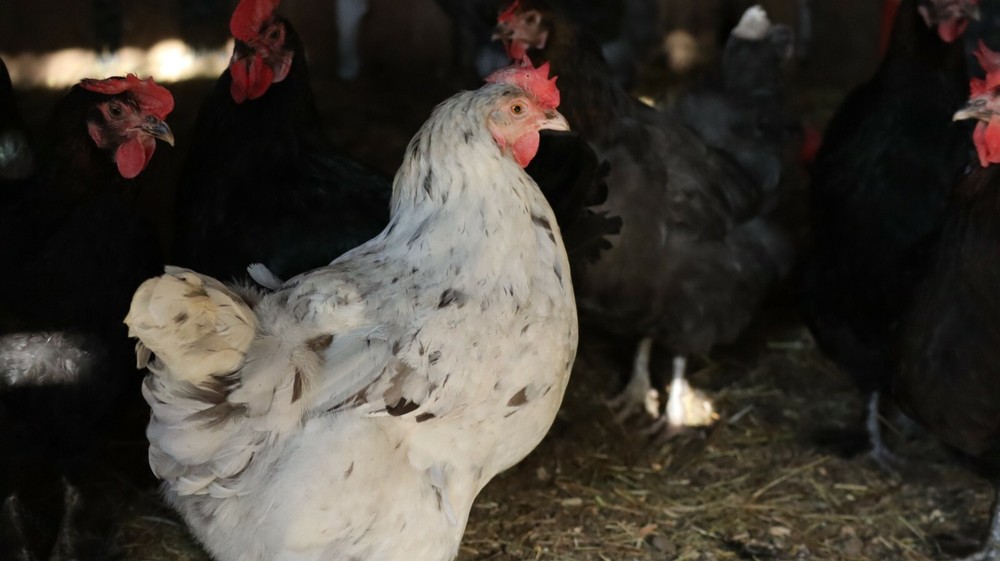 5+ Blue Black Splash (BBS) Marans Hatching Eggs | TN NPIP CERTIFIED