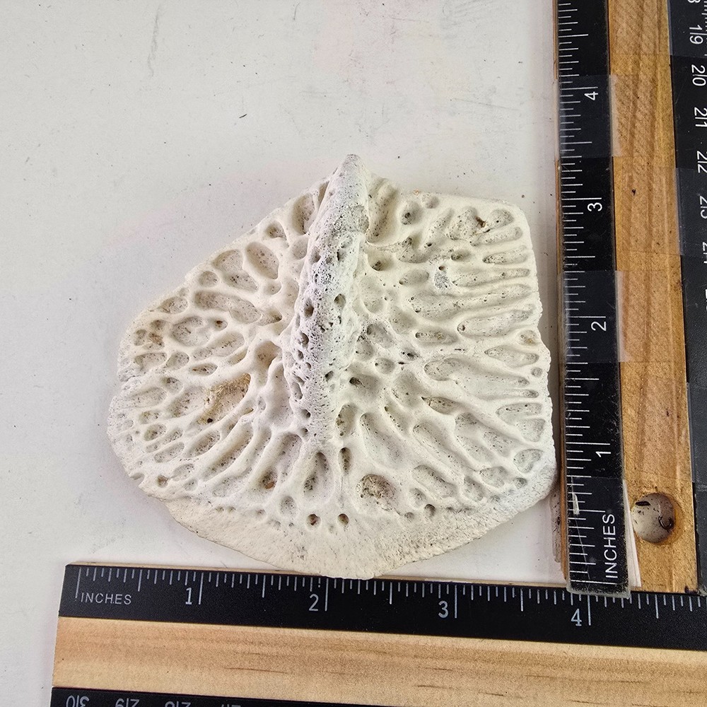 Gator Alligator Back Scute bone bones Bony scutes croc weird Osteoderms white