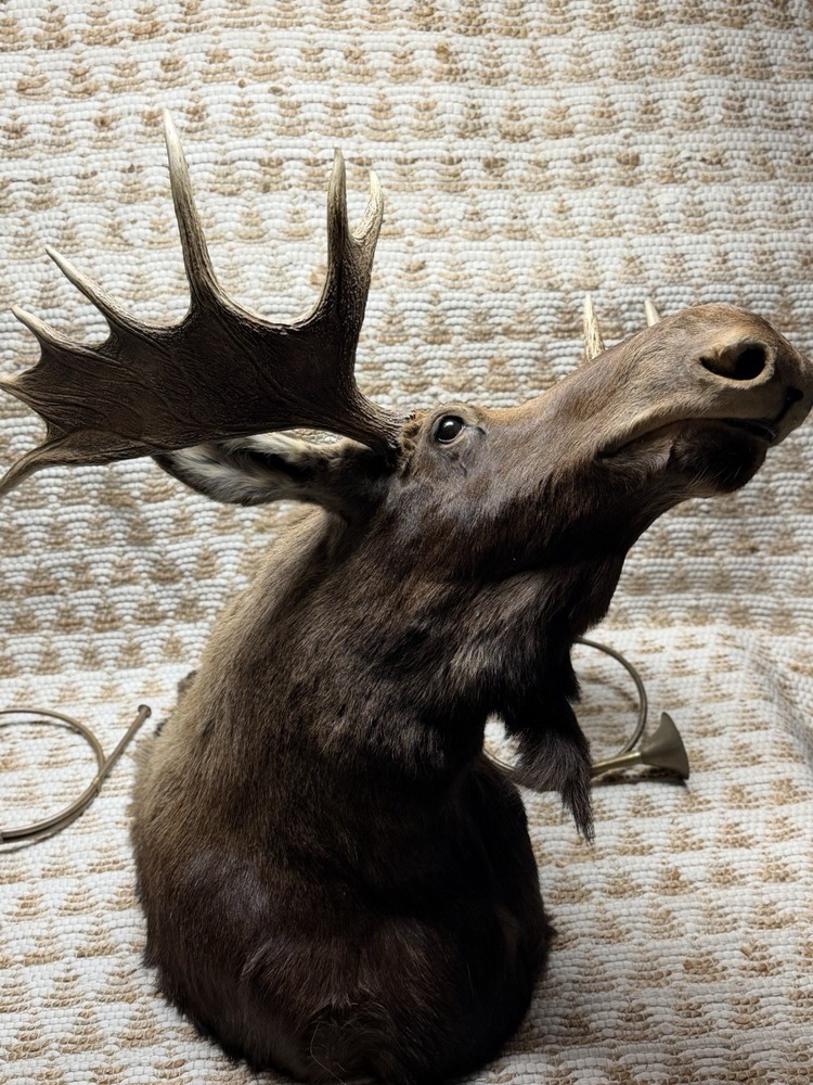 Shoulder Mount Moose