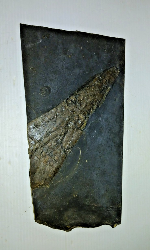 Dinosaur? Fish? Ray? Fossil