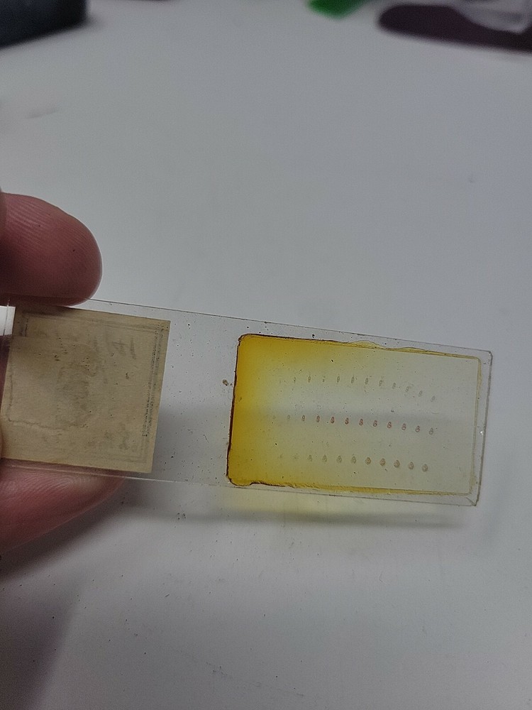 Vintage Microscope Slide 1941