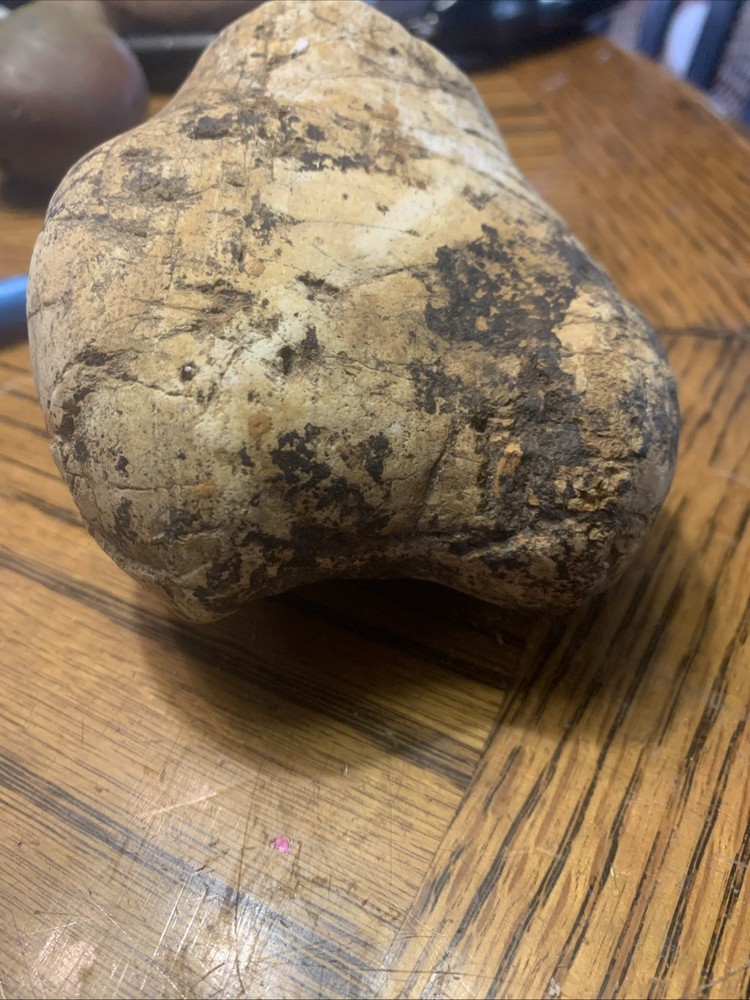 Fossils