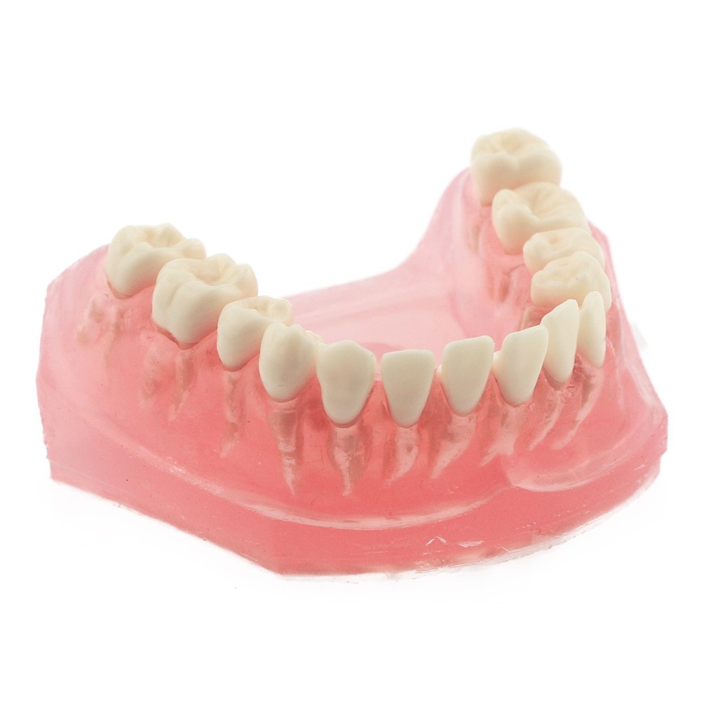M7008 Standard Dental Study Teeth Model with Soft Gingiva 28 Removable Teeth