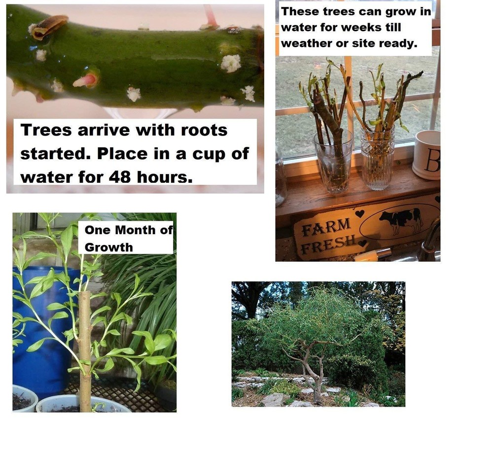 2 Corkscrew Willow Trees - Live Tree Cuttings - Branches and Leaves Curl
