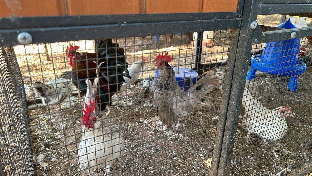 20+ 2 Micro Kikiriki Serama Hatching Eggs 4H Projects Teacup chickens