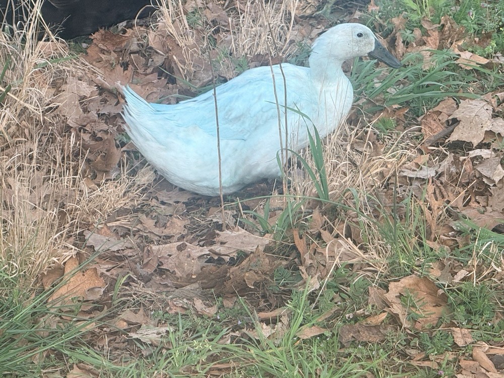 Sliver/black/blue Swedish 12 Hatching Eggs.