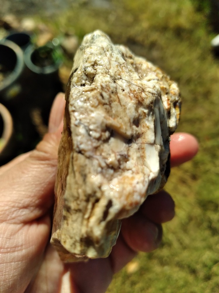Agatized Wood (New Mexico), It Fluorescent Under UV Light