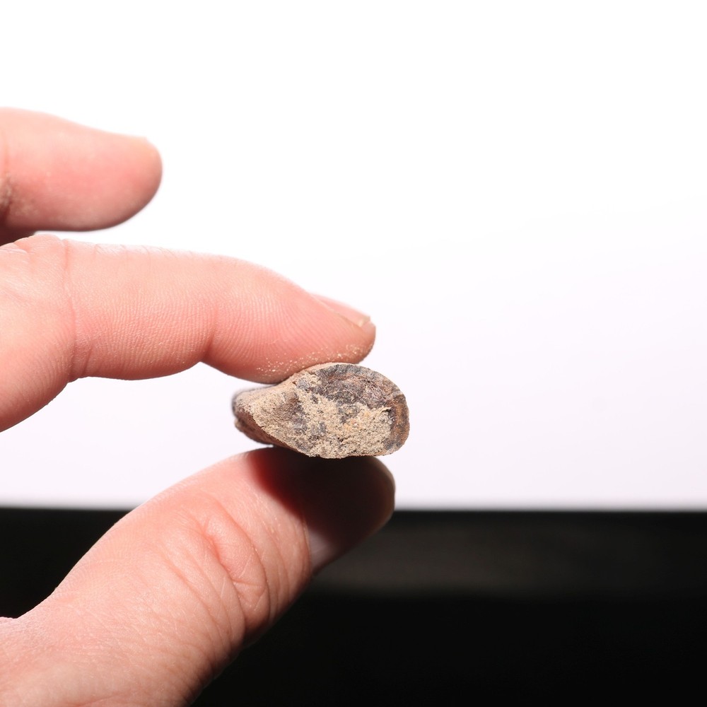 Small Dinosaur Rib Partial - Authentic Fossil Hell Creek Formation Cretaceous