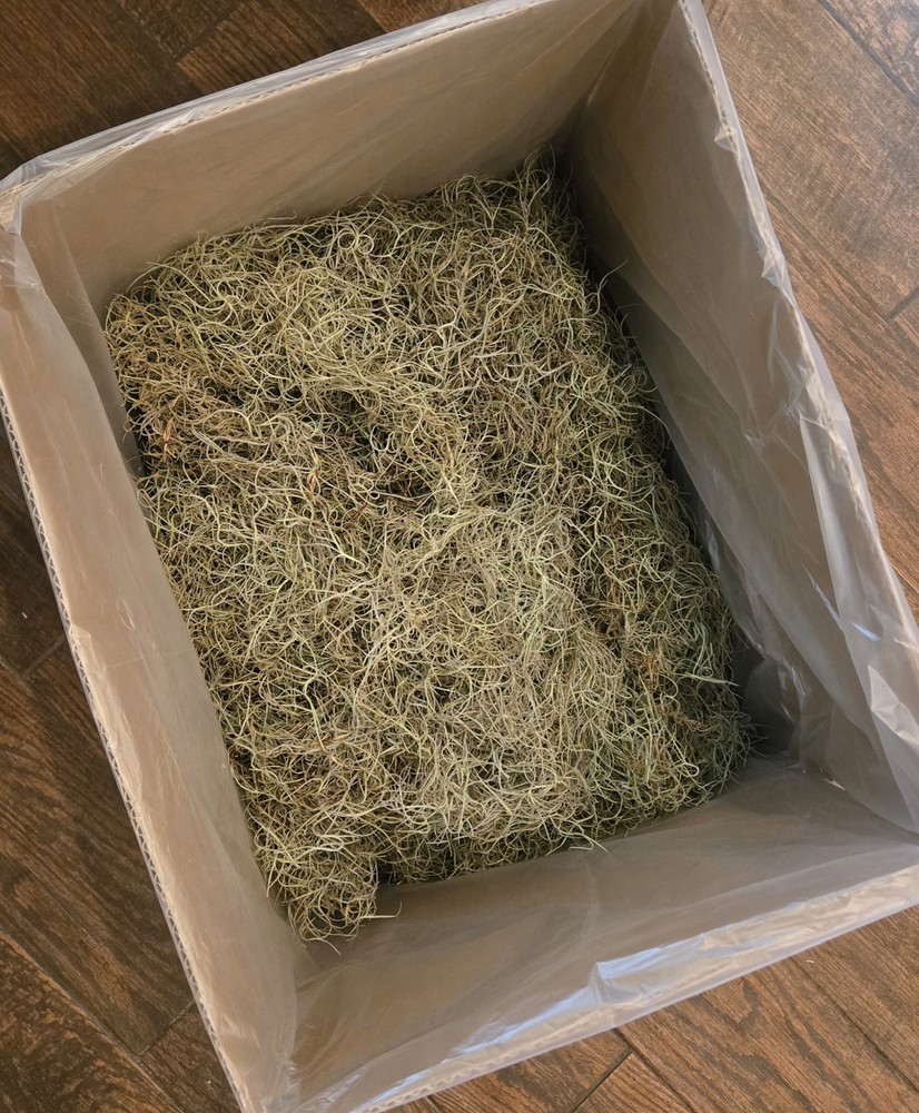 Spanish Moss from South Texas Majestic Oak Tree