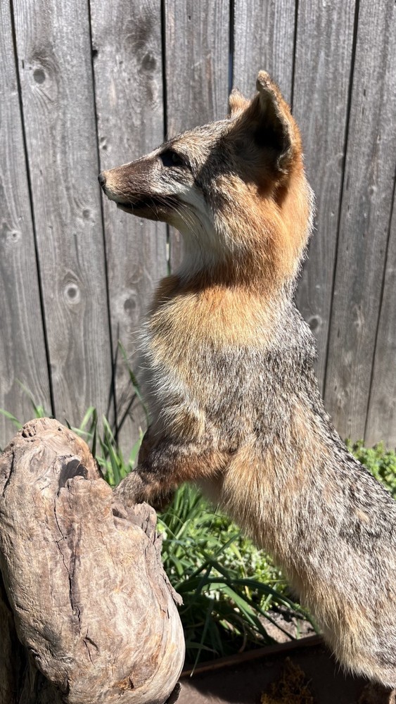 Vintage Grey Fox Taxidermy Mount