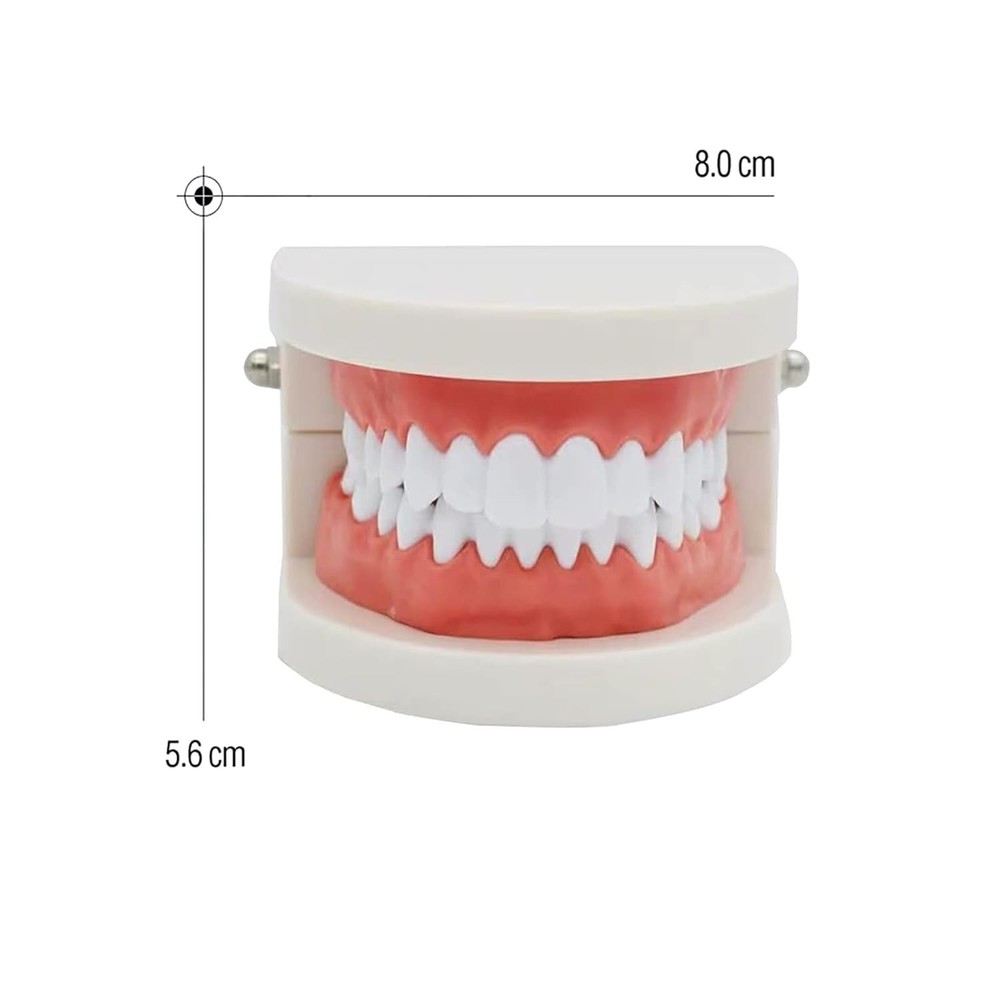 Standard Teeth Model, Kids Dental Teeth Teaching Brushing Model Teeth Study S...