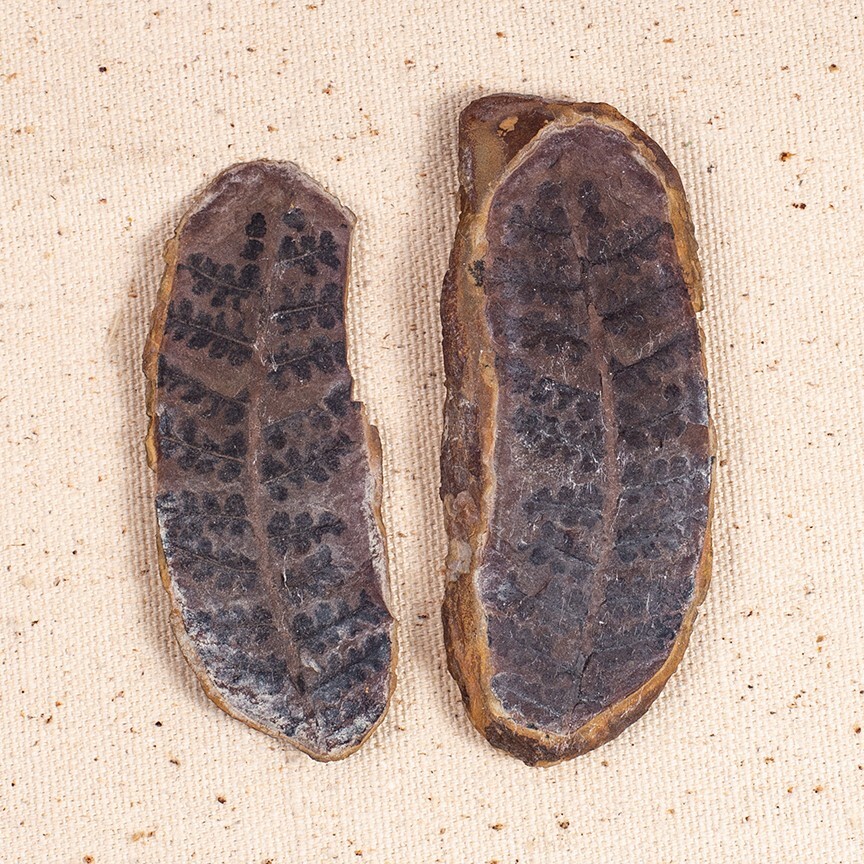 Fossil Fern