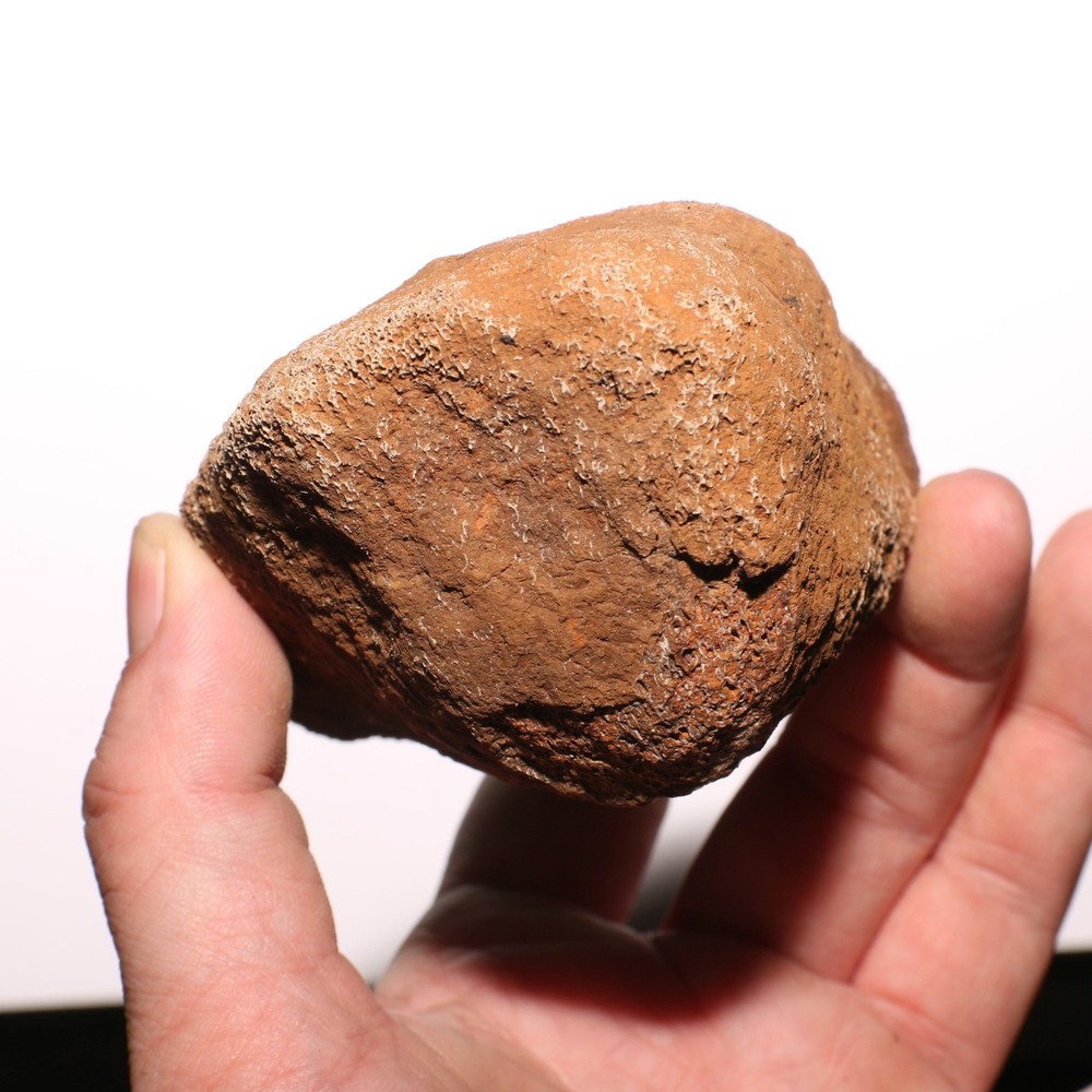 Agate Agatized Dinosaur End Bone Fossil - from Hell Creek Formation Cretaceous