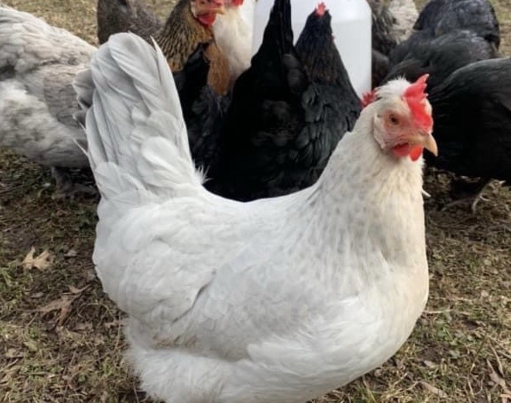 6+ Opal Legbar Hatching Eggs