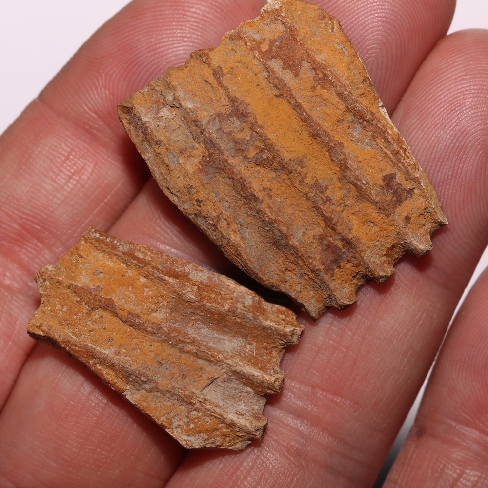Edmonotsaurus Jaw sections (2 jaws) Cretaceous Hell Creek Formation - Nice Piece