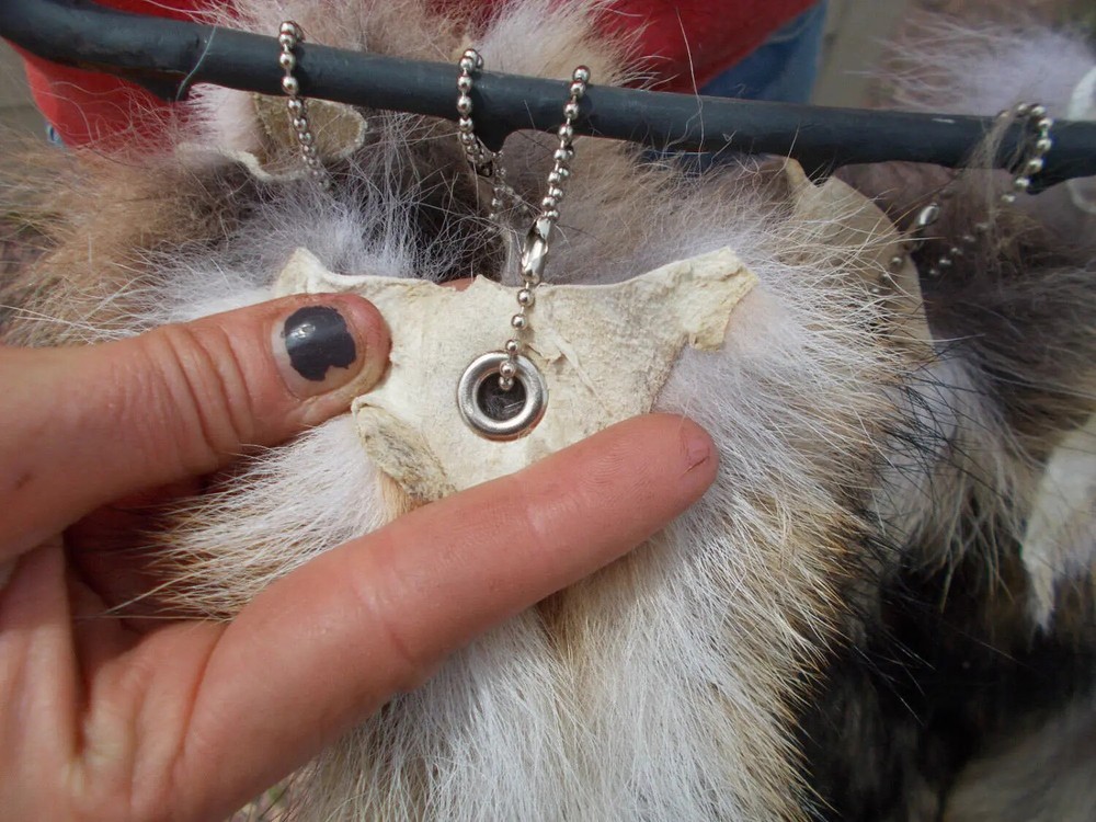 1 Tanned Indigo Fox Tail