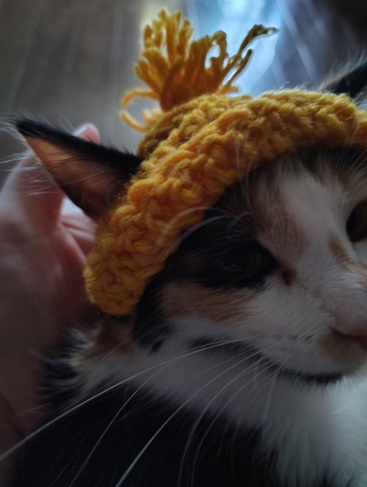 Crochet Cat Boggins